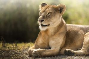 African Lioness HD488974041